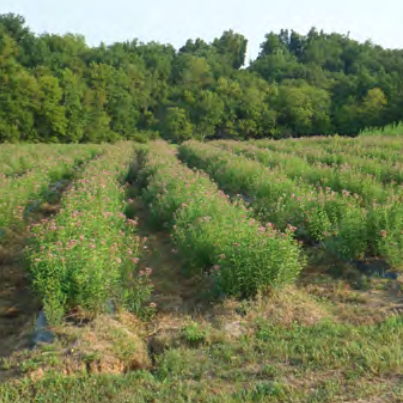Cultivar Production Alamo Switchgrass