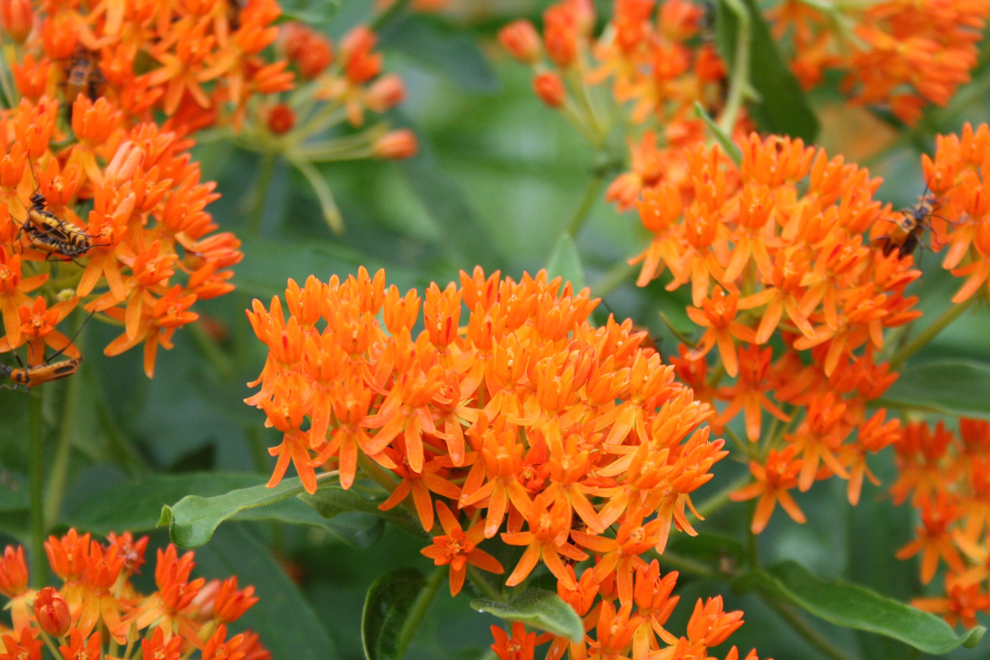 Butterfly deals weed plant