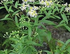 Flat Topped Aster