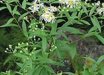Flat Topped Aster