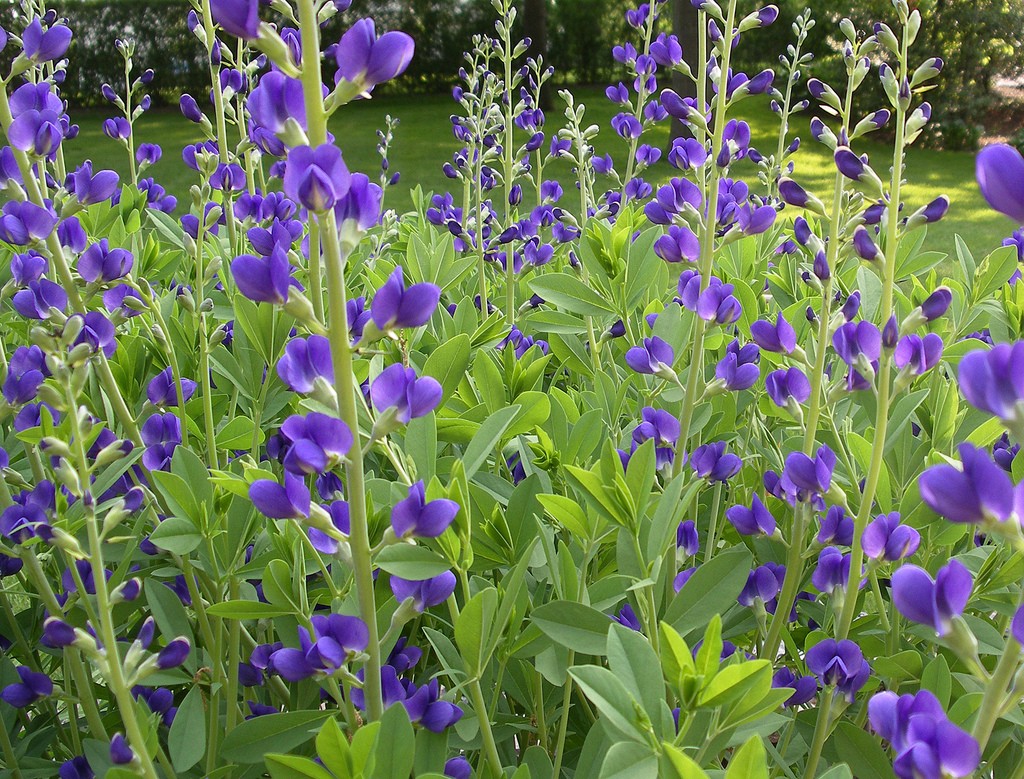 Blue False Indigo 