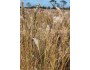 Bushy Bluestem