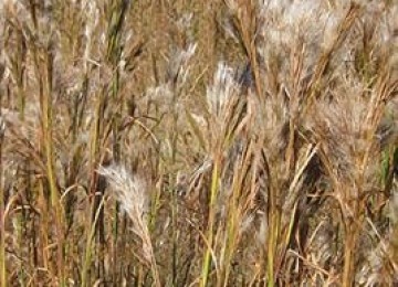 Bushy Bluestem