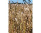 Bushy Bluestem