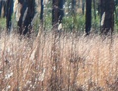 Splitbeard Bluestem