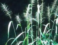 Bottlebrush Grass