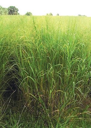 1 OZ=20,000+SWITCH GRASS Seed Native Prairie Grass Clumping Ornamental Perennial 