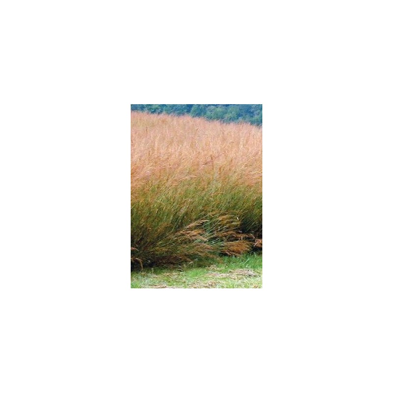 LL Bulky - Grass