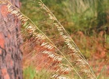 Lopsided Indian Grass