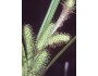 Frank's Sedge (Carex frankii)