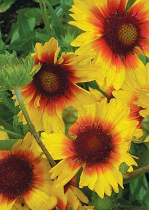 Mesa bright best sale bicolor blanket flower