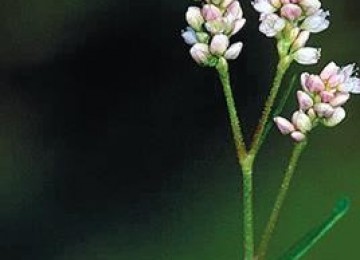 Pale Smartweed annual Persicaria lapathifolia wildflower seed packet 