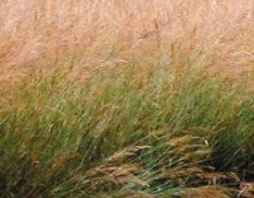 Indian Grass 'CHEYENNE'