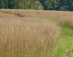 Little Bluestem 'CAMPER'