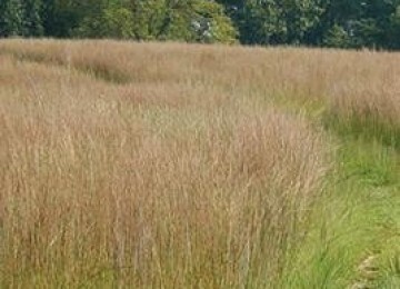 Little Bluestem 'CAMPER'