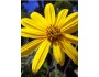 Narrow-Leaved Sunflower