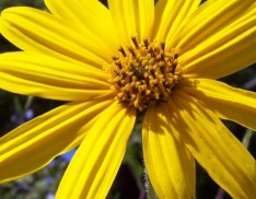 Narrow-Leaved Sunflower