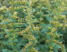 Rough Goldenrod