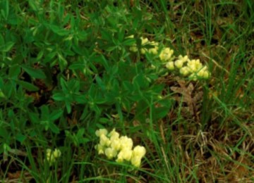 Yellow Wild Indigo