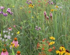 Mixed Grass Meadow Mix 105