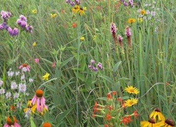 Mixed Grass Meadow Economy Mix 108