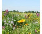 Mix 110 - Southern Tall Grass Meadow Mix