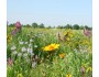 Tall Grass Meadow Mix 117
