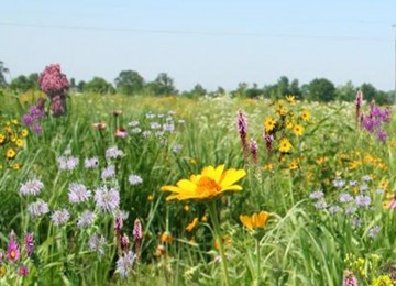 Tall Grass Meadow Mix 117