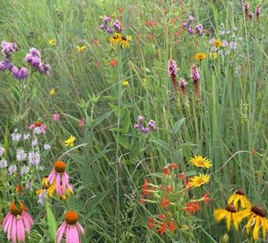 Coastal Wildflower Seed Mix