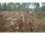 Long Leaf Pine Understory Mix 125