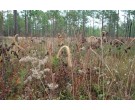 Mix 126 - Long Leaf Pine Understory Mix