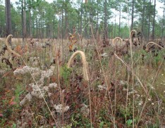 Long Leaf Pine Understory Mix