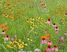 Imazapic Herbicide Tolerant Mix