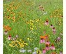 Mix 173 - Northern Imazapic Herbicide Tolerant Native Wildflower Mix