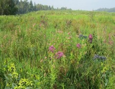 Wetland Meadow Mix 128