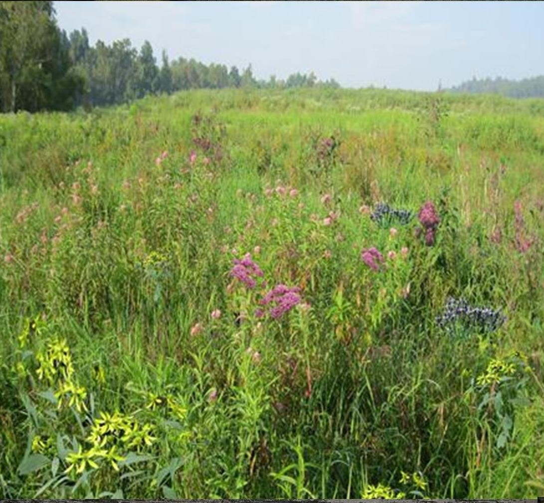 Damp Areas 20g Wetlands Meadow Seed Mix Wild Flower