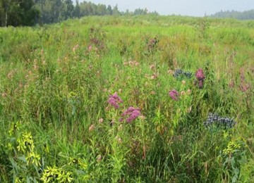 Mix 129 Wetland Meadow 