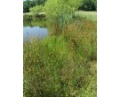 Mix 131 - Southern Wetland and Pond Edge Mix