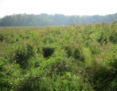 Emergent Wetland Mix 158