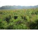 Mix 158 - Southern Emergent Wetland Mix