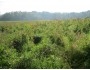 Emergent Wetland Mix 159