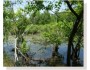 Retention Basin Wildlife Mix 163