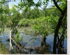 Retention Basin Wildlife Mix 164