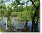 Mix 164 - Southern Retention Basin Wildlife Mix