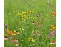 Wildflower Garden and Landscaping Mix 135