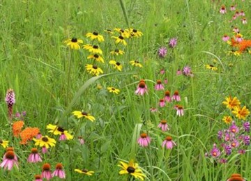 Wildflower Garden and Landscaping Mix 135