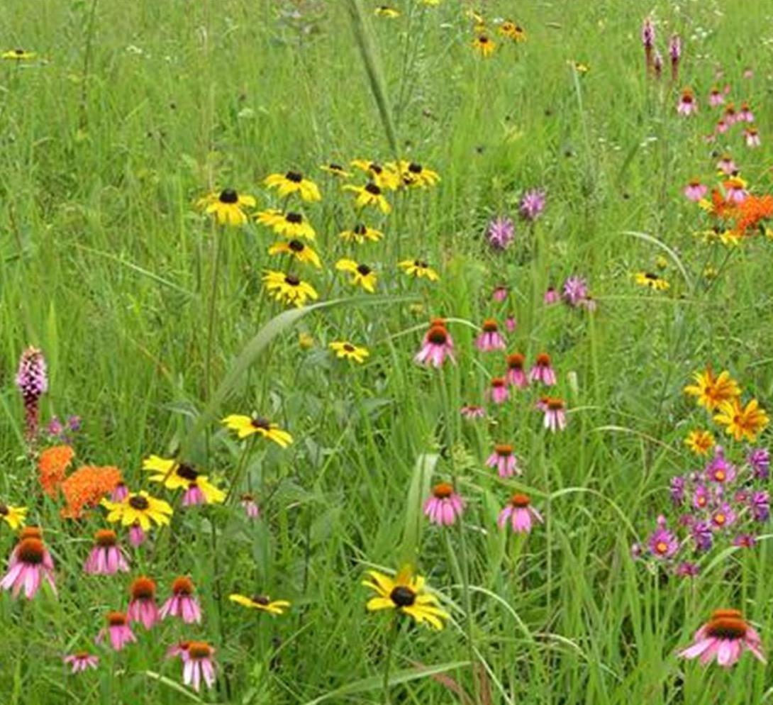 Graine de menthe pointillée – Northern Wildflowers