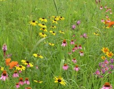 Wildflower Garden and Landscaping Mix 138