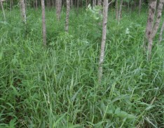 Riparian Buffer Mix