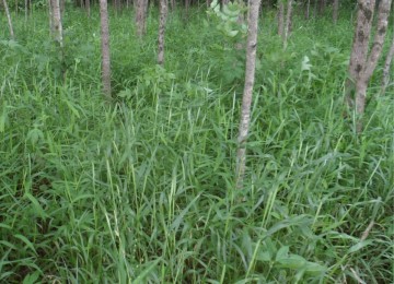 Riparian Buffer Mix